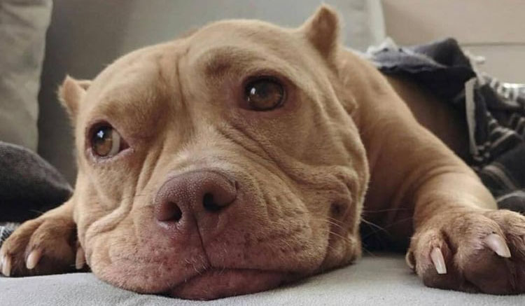 9 Best Dog Food for Pitbulls in 2020